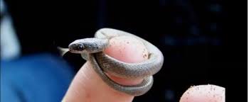 Oamenii de stiinta au anuntat, in urma cu doi ani, descoperirea, in argentina, a unor fosile apartinand unor dinozauri. Cele Mai Mici È™i Cele Mai Mari Specii De Animale SÄƒlbatice Din Lume DeÈ™tepÈ›i Ro