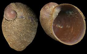 Image result for Premna velutina