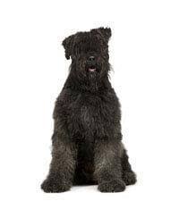 Hondenhok bouvier heeft een windscherm zodat de hond geen last heeft van de wind. Bouvier Des Flandres Pedigree Be