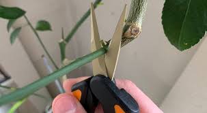 Thus, all commercial citrus cultivation uses trees produced by grafting the desired fruiting cultivars onto rootstocks selected for disease resistance and hardiness. How To Prune Potted Citrus Trees Couch To Homestead