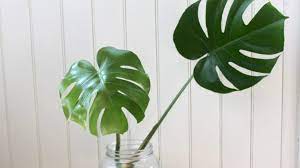 The plant looks like a pom pom on a trunk. How To Propagate A Monstera Deliciosa Leaf And Paw