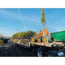 Downes Tree Service Inc Home Facebook