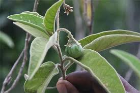 Image result for Solanum campylacanthum 'panduriforme type'