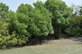 File:Sundarban Tiger Reserve and mangrove forest, West Bengal 18.jpg -  Wikimedia Commons