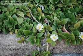 Image result for Delosperma tradescantioides