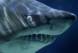 .des requins les plus dangereux du monde ont réussi leur mission : Les Meduses Tuent Plus Que Les Requins