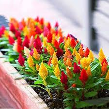 Best Garden Seeds Dwarf Plumed Cockscomb Mixed Seeds 200 Seeds Celosia Plumosa Nana Flowers Bonsai Garden Seeds Amazing Gardens Bonsai Seeds