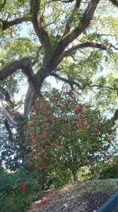 Maybe you would like to learn more about one of these? Neighborhood Dripping In Spanish Moss Picture Of Historic Oak Hill Inn Natchez Tripadvisor