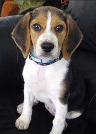 How much does a beagle dog cost. What Is The Price Of A Beagle Dog Quora