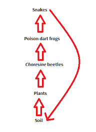 Food chains, food webs, and energy pyramids can be helpful tools for understanding how the living things in an ecosystem depend on. Rainforest Food Chain Lesson For Kids Educational Videos For Kids Study Com