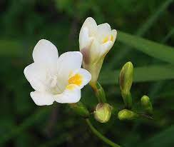 Freesias Freesia Flowers Types Of Flowers Plants