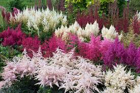 Here's how to grow and care for astilbes in your garden. 15 Of The Best Astilbe Varieties Gardener S Path