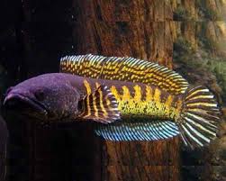 Aquariumdomain Com Snakehead Fish Aquarium Fish Cool Fish
