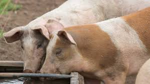 4 Step Guide To Pig Feeding And Rations Farmers Weekly