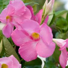 Image result for Mandevilla