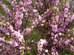 Over 300 varieties of trees and shrubs. Dwarf Flowering Almond Plant Care And Growing Guide
