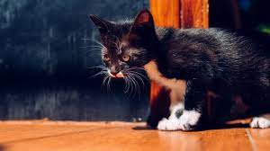 Arti mimpi memunuh ular hitam memiliki kesamaan dengan arti mimpi membunuh ular besar. Hukum Membuang Dan Membunuh Kucing