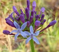 Image result for Pentanisia