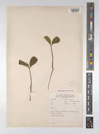 Image result for Excoecaria bussei