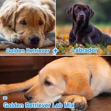 Proven labrador retriever ownership tips on making your dog happy, healthy, and obedient. Golden Retriever Lab Mix Dog Breed Overview And Guide All Things Dogs All Things Dogs