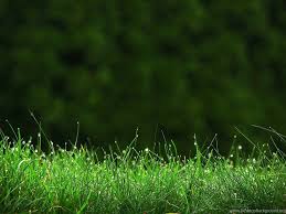 greenery hd wallpapers download free hd desktop wallpapers desktop background greenery hd wallpapers download free hd