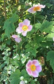 Herbst Anemone Inmitten Einer Kriechspindel Anemonen Pflanzen Pflanzen Anemone