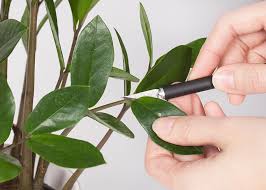Water, nutrients, oxygen, and a container make sure you cut just below the leaf leaving the stem in place. Wild Interiors How To Propagate A Zz Plant
