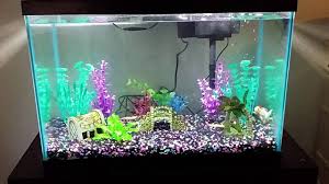 50 gallons freshwater fish tank. Entry Level Aquarium Fish Tank 5 Gallon 20 Gallon 50 Gallon Youtube