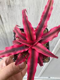 Image result for Commiphora pteleifolia