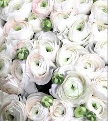 White Ranunculus Ranunculus Wedding Flowers Flowers Near Me Bulk Flowers White Ranunculus Flowers Wholesale Flowers