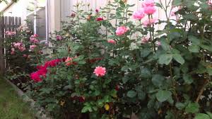 Download rose bush images and photos. How To Naturally Kill Rid Insects Aphids From Roses Garden Diy Youtube
