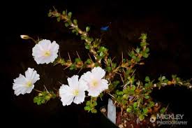 Image result for Monsonia