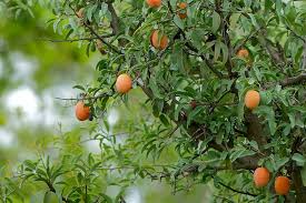 Image result for Ximenia