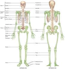 Bones are organs that produce red and white blood cells, store minerals, enable. Human Skeleton Skeletal System Function Human Bones