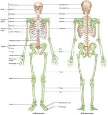 The hyoid bone is set firmly between the jawbone and the larynx and is responsible for the human the lower extremities, which are commonly known as the legs, are made up of a the skeletal structure is ingeniously designed to protect the most vulnerable of body parts. Human Skeleton Skeletal System Function Human Bones