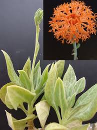 Image result for Kleinia abyssinica