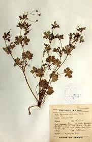 Image result for Geranium ocellatum