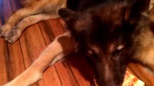 Image result for tbn:HYHUNTcEEKbvFM::img262.imageshack.us/img262/6572/nilezn4.jpg