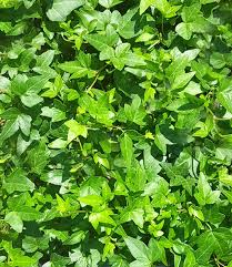 Wenn ich jetzt noch draußen efeu pflanze, wächst der dann noch im winter an der mauer hoch oder ist die wachstumsphase in den kälteren monaten obwohl er immergrün ist, legt er eine pause ein, und wächst in der kalten jahreszeit kaum noch. Efeu Baltica Immergrun Auch Im Winter Bei Baldur Garten