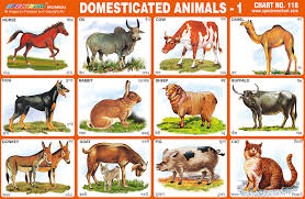 Pet Animals Chart With Names Pets Gallery
