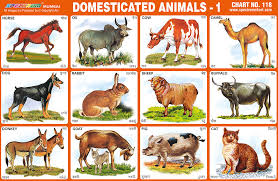 pet animals chart with names pets gallery