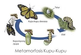 Metamorfosis sempurna disebut juga holometabola. Daur Hidup Hewan Metamorfosis Sempurna Dan Tidak Sempurna Belajar Mandiri Yuk