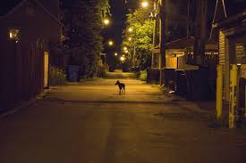 In Atlanta, coyotes are lurking just out of sight, study shows