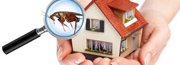 Although these insect pests do not transmit disease, they live on human blood and in. How Much Do Pest Control Services Cost In Bendigo By Vip Pest Control Medium