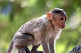 Check spelling or type a new query. Free Photo Cute Monkey Small
