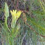 Image result for Pseudopodospermum hispanicum