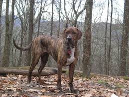 Plott Hound Plott Hound Hunting Dogs Family Dogs Breeds