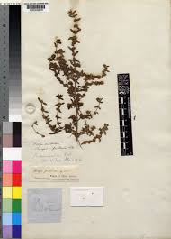 Image result for Bergia ammannioides