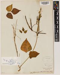 Image result for Wajira grahamiana