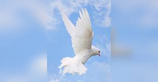 Lisa Lauren Drew Morris Obituary Visitation Funeral Information